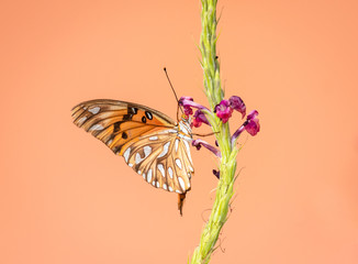 A Gulf Fritillary butterfly feeding on a Vervein flower