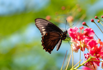 A Golden Rimmed Swallowtail butterfly feeding on the Barbados Pride flower.