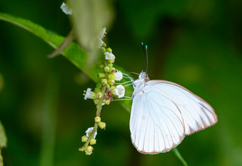 Great Southern White butterfly feeding on wild flowers.