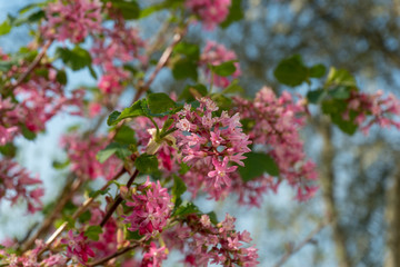pink flower blossom in garden spring