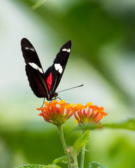 A Ricini Longwing butterfly feeding on the Lantana flower.