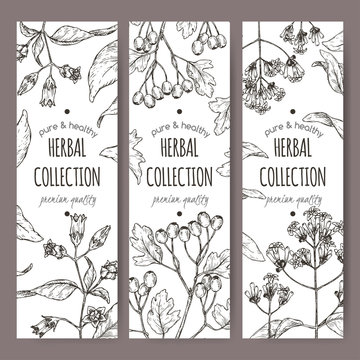 Three labels with belladonna, quinine or Jesuit bark and common hawthorn sketch.