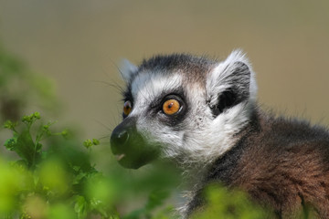 Fototapeta premium Portrait Katta - Lemur catta - frisst an frischen Blättern
