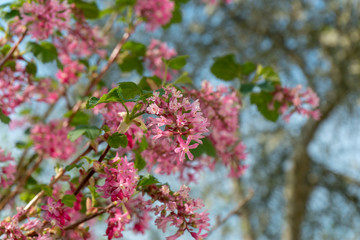 pink flower blossom in garden spring