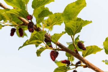 Fresh mulberry, black ripe and red unripe mulberries hanging on branch 