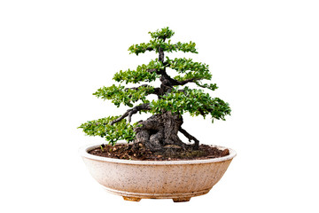 Bonsai tree isolated on white background. Its shrub is grown in a pot or ornamental tree in the garden.