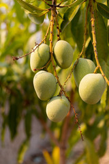 Raw wild green mangoes hanging on branch of mango tree