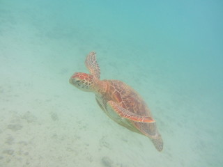 Loggerhead turtle swimming with open arms in the cobalt blue sea of ​​Miyakojima 2