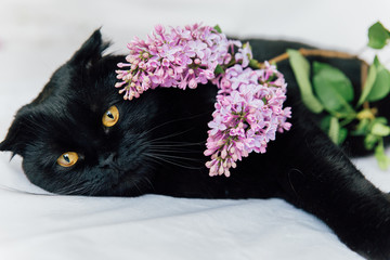 black cat with lilac