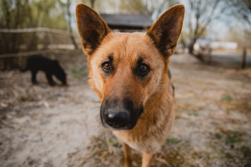 portrait of cute german shepherd dog looking to the camera