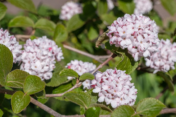 Viburnum carlesii 'Aurora'