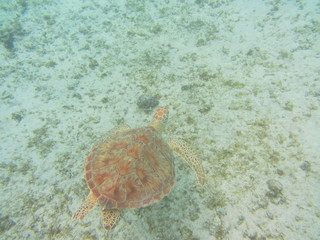 Fototapeta na wymiar The shell of a loggerhead turtle swimming in the cobalt blue sea of ​​Miyakojima 2