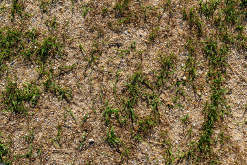 Small green short grass grow over flat sand ground background texture pattern.