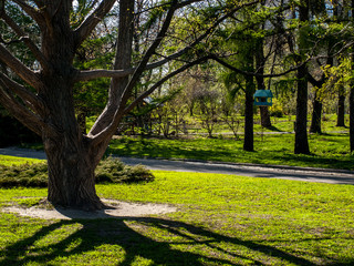 Branch Shadow Spring Goloseevsky Botanikal Park