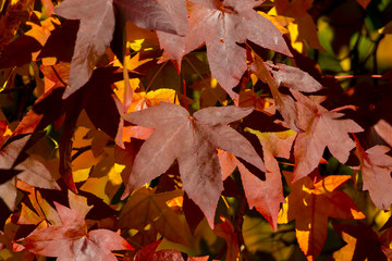 The beautiful colors of autumn/fall leaves.  Taken in Cardiff, South Wales, UK