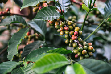 Green and Red Arabica coffee berries from coffee tree in the Akha village of Maejantai on the hill in Chiang Mai, Thailand.