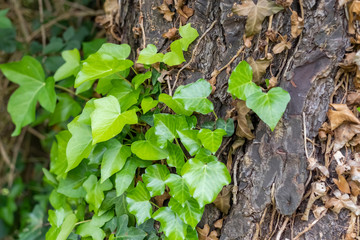 Tree trunk with dry and green ivy.