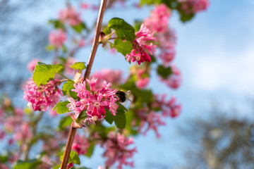 bee and pink flowers in spring