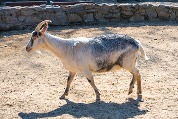 Goat. Portrait of a goat on a farm in the village. Beautiful goat posing.