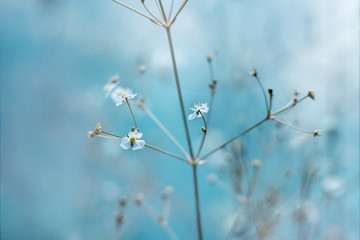 Small white flowers with yellow stamens on a light blue background. The sun's rays fall on the flowers on a summer day.