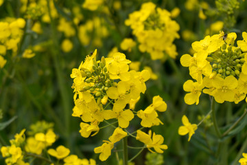 yellow flowers in field