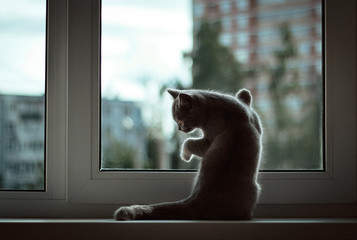 A small British kitten sitting at the window on the background of the evening city. Front legs rests against the glass,looks out the window.Sad cat waiting for the owner, standing on his hind legs.
