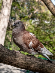 Bird Dove Spring Goloseevsky Botanikal Park