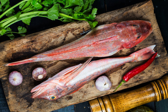 Red Gurnard Fish