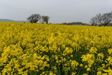 Obraz premium field of oilseed rape