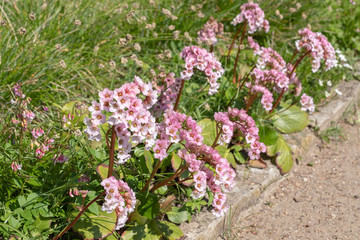 Obraz premium Bergenia cordifolia 'Nebellicht'