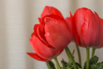 Fresh tender pink tulips in a vase with violet paper and ribbon bow on the background of linen fabric, copy space
