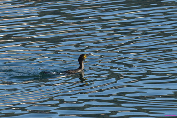 Grand cormoran à la chasse aux poissons dans le village côtier de Corcubion en Galice, Espagne