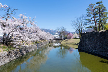 桜の松本城の堀と山
