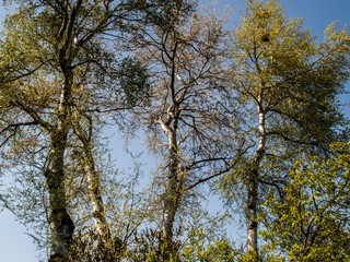 autumn,blue,blue sky,botanical,botanical garden,calm,clear sky,cloud,contrast,early,early spring,europe,evening,fall,forest,garden,green,kiev,kiev city,landscape,morning,natural light,nature,outdoors,
