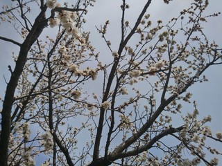 air tree