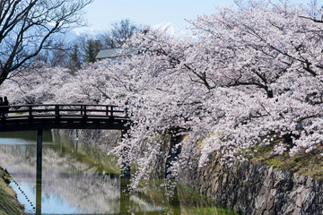 桜咲く松本城のお堀