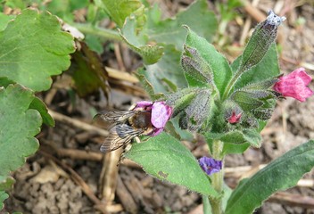 Horned bee inside lungwort flower in the garden in spring, closeup