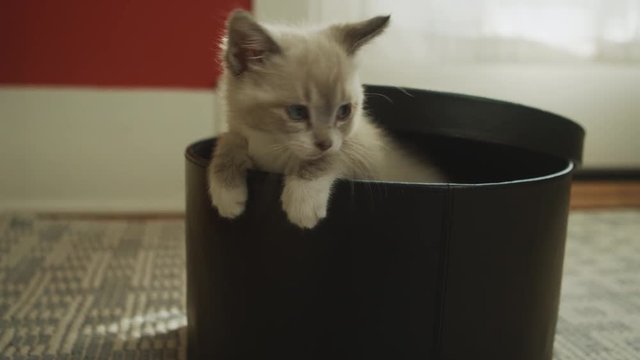 A cute fuzzy kitten sticking its head out of a hat box
