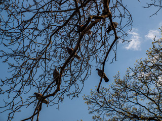 Bird Dove Spring Goloseevsky Botanikal Park
