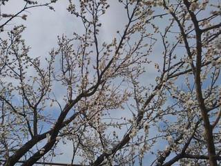 air tree