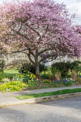 Obraz premium Streetside Spring Flowers 3