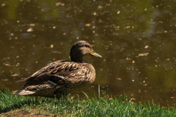 brown beige duck sitting on the green spring grass at the river side. close up