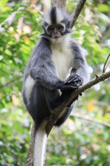 Thomas's Leaf Monkey Gunung Leuser, Sumatra