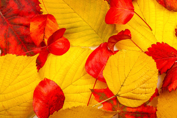 Background from autumn colored leaves red and yellow