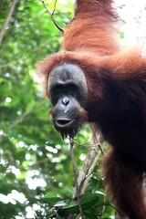  orangutan