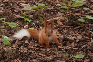 Naklejka na ściany i meble little orange fluffy squirrel with white tail in the forest looking for nuts. little squirrel