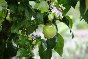 passion fruit flowers and fruits