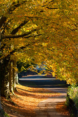 The beautiful colors of autumn/fall leaves.  Taken in Cardiff, South Wales, UK