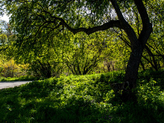 autumn,blue,blue sky,botanical,botanical garden,calm,clear sky,cloud,contrast,early,early spring,europe,evening,fall,forest,garden,green,kiev,kiev city,landscape,morning,natural light,nature,outdoors,