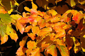The beautiful colors of autumn/fall leaves.  Taken in Cardiff, South Wales, UK